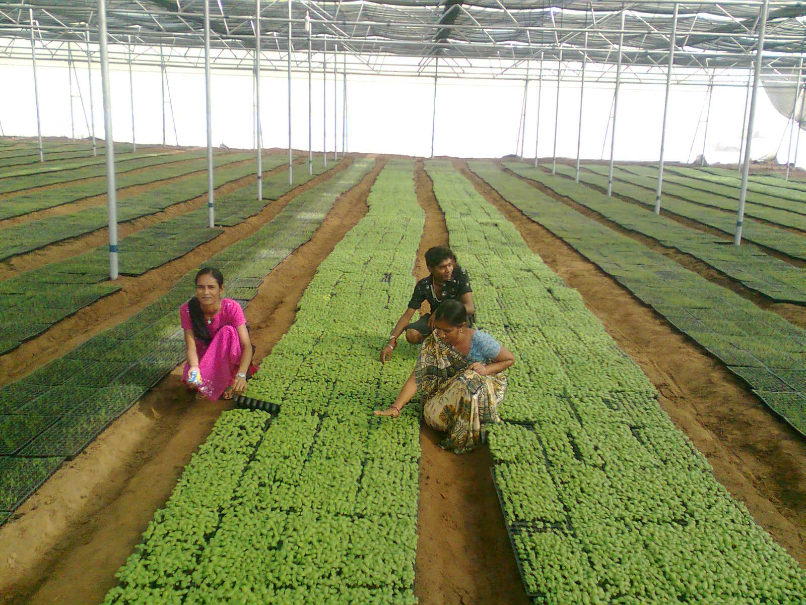 Greenhouse Project 22